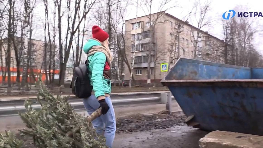 Жители Подмосковья сдали 42 тысячи новогодних деревьев