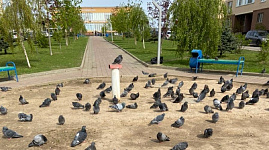Заброшенную клумбу «Новоснегирёвского» украшают лишь голуби