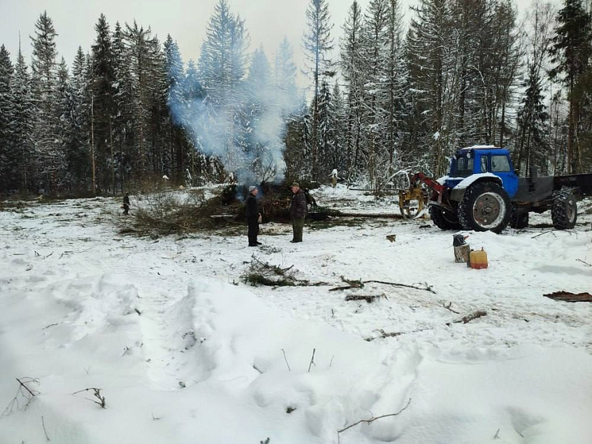 Вблизи деревни Марково-Курсаково началась уборка погибшего леса