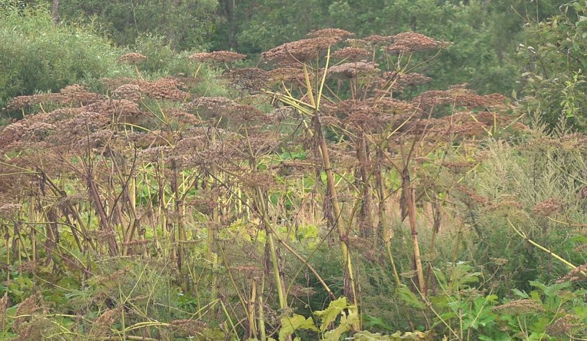 Чиновники Истры с июня не могут заставить собственника ликвидровать заросли борщевика