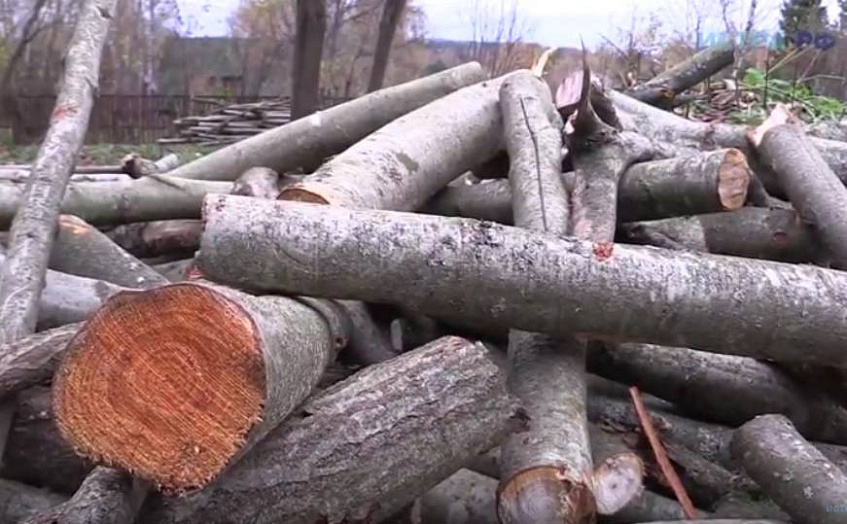 Местные жители обеспокоены вырубкой леса близи д. Александрово 