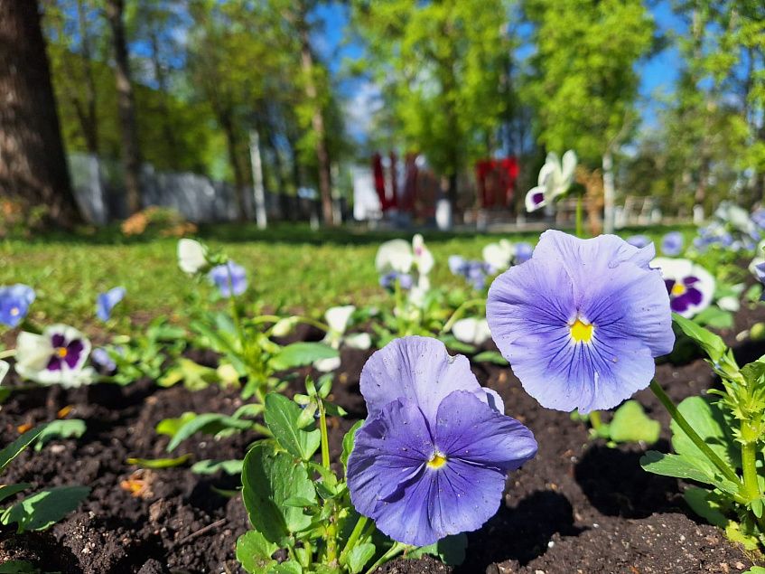 Улицы Истры зацветут: их украсят 100 тысяч летних цветов