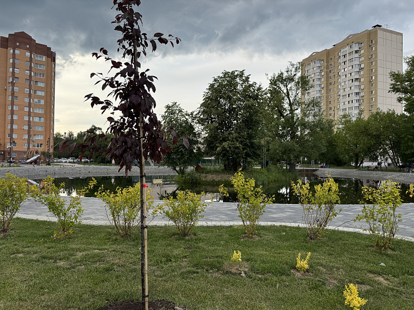 В Георгиевском сквере посадили деревья 