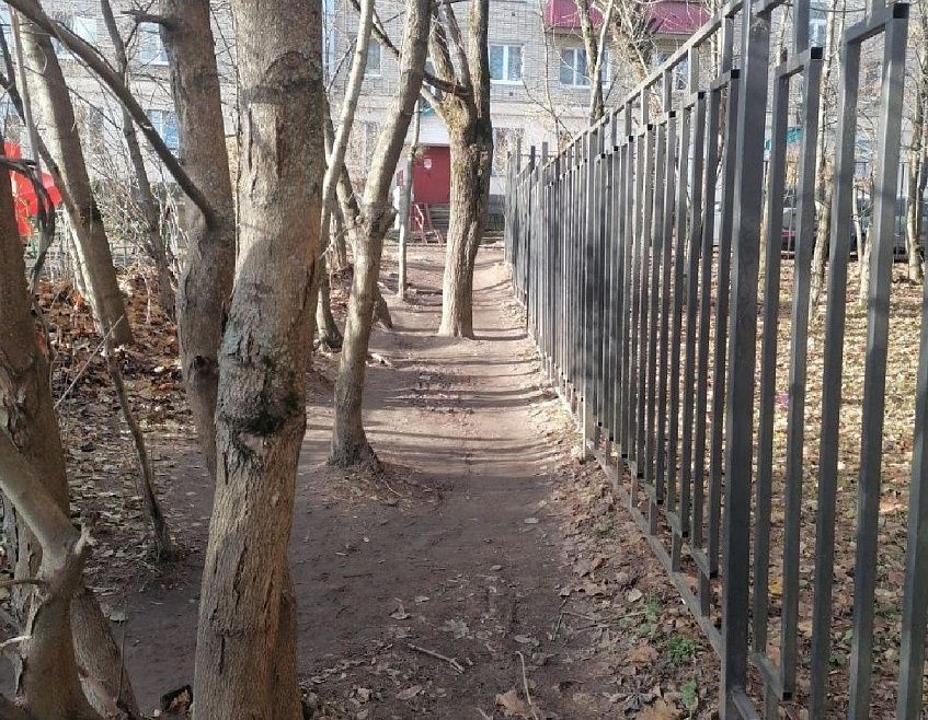 Деревья вырубке не подлежат: выбор между тротуаром и зелёными насаждениями сделан
