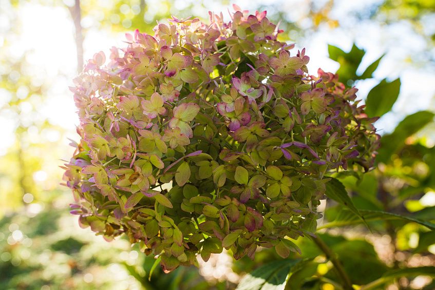 В Центральный парк Истры закупят 500 саженцев гортензии