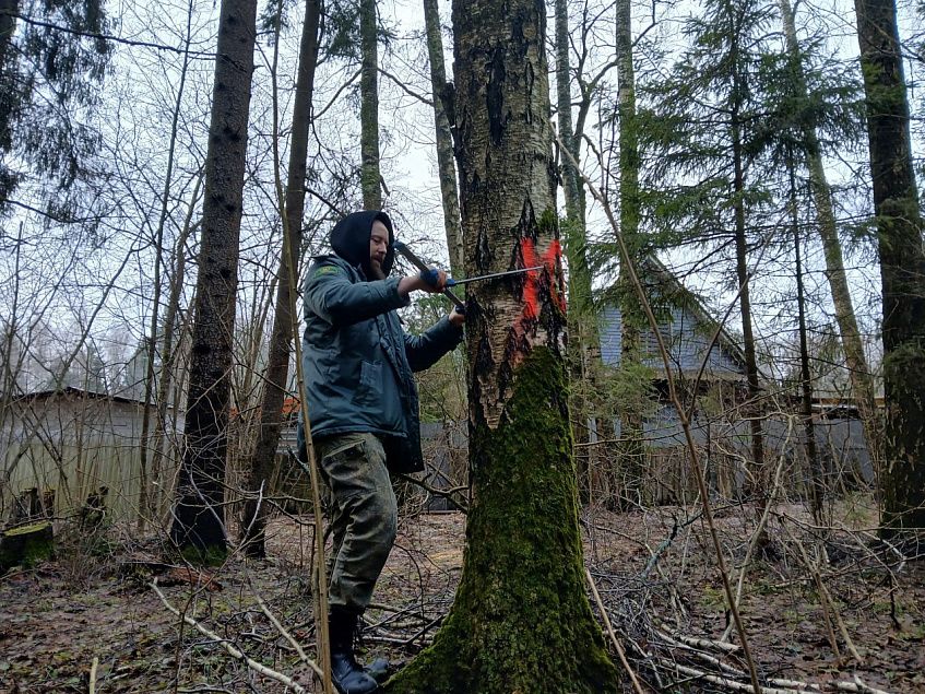 В Истринском лесничестве с января выявили около ста аварийных деревьев