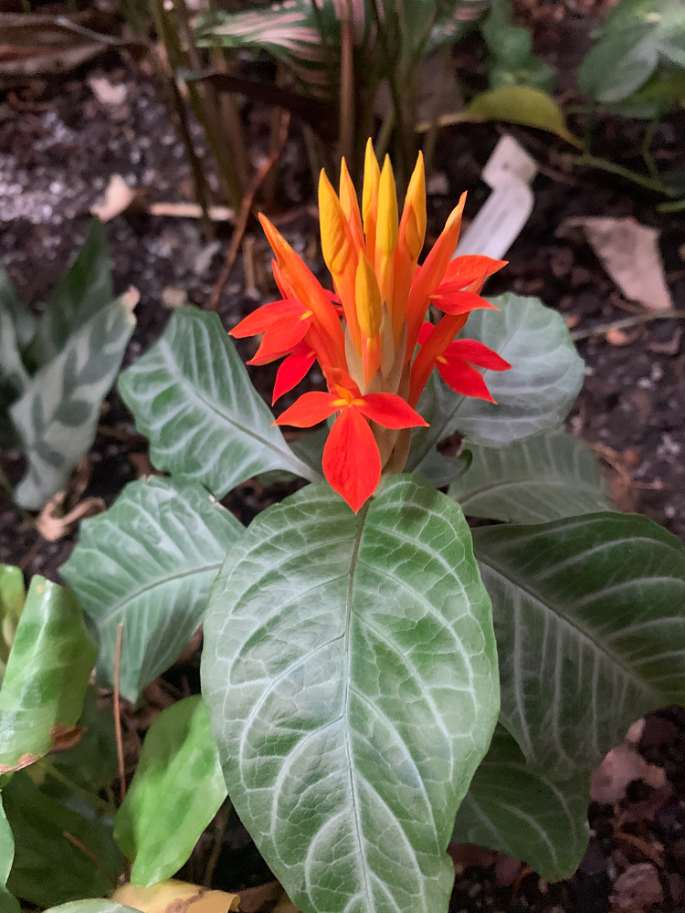 В Фондовой оранжерее ГБС расцвела афеляндра золотистая