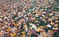 Новые правила запрещают складировать листву 