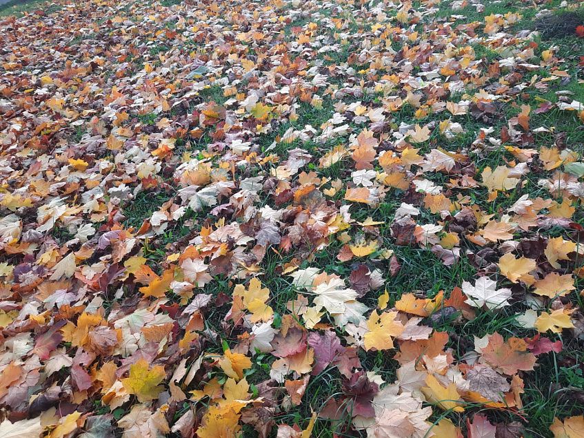Новые правила запрещают складировать листву 