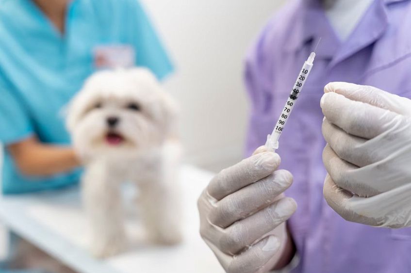 Бешенство наступает 