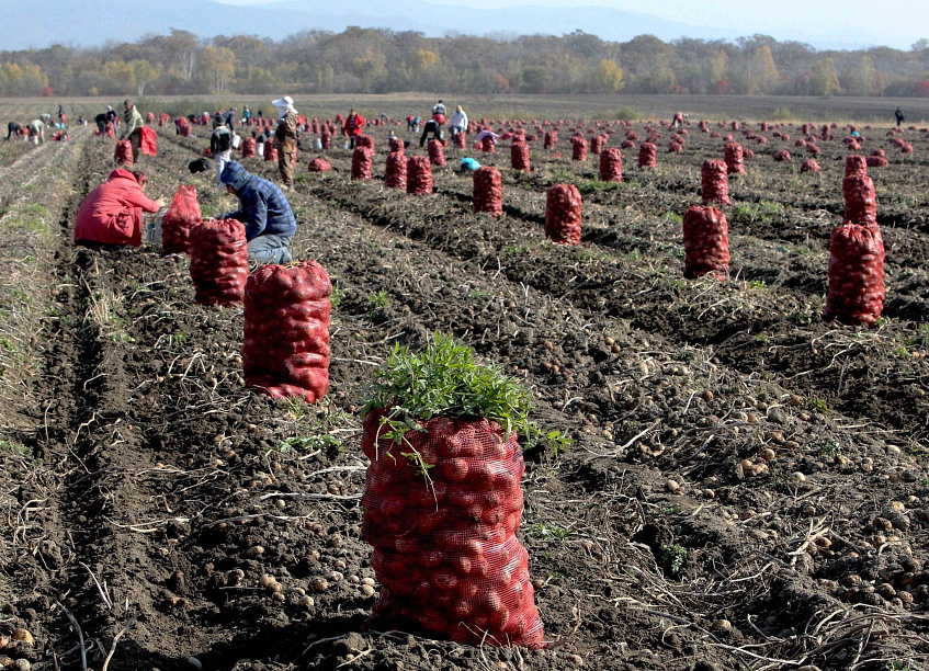 В регионе поставлен рекорд по сбору картофеля