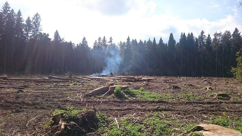 В Дедовске гектарами вырубают лес