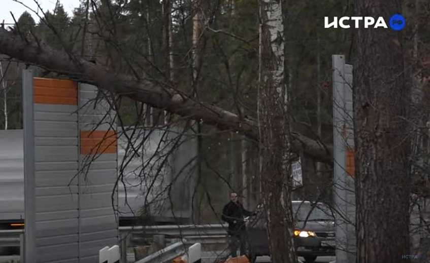 В Истринском лесничестве с земель лесного фонда убрано больше 130 аварийных деревьев