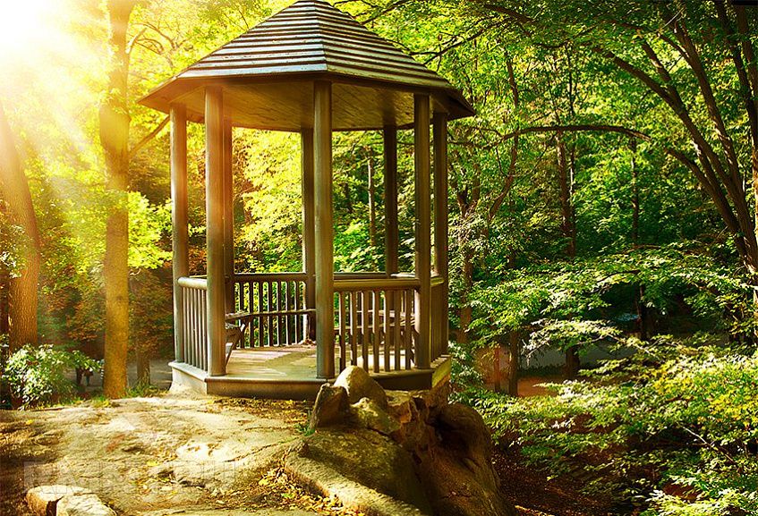 Лесопарк в Истре: выбирать нам