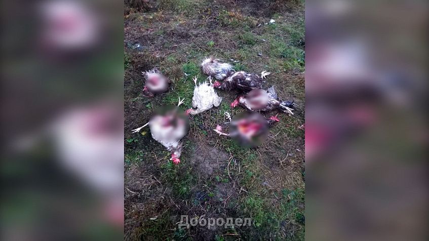 Бродячая стая собак в Надеждино загрызла 13 кур
