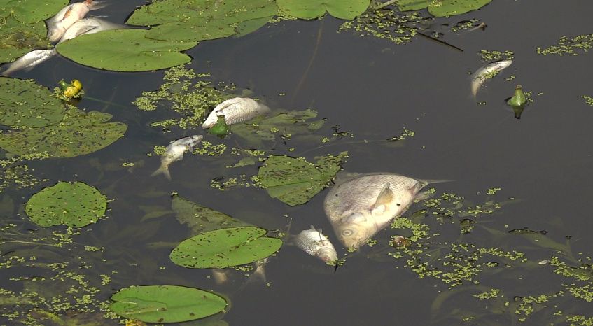 Мёртвая рыба всплыла на пожарном пруду в д. Никитское