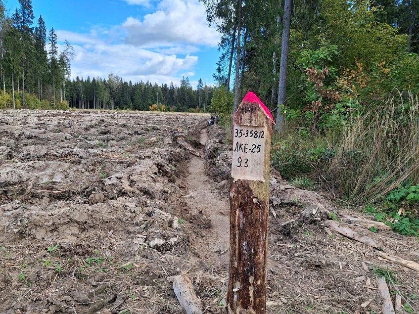 В коттеджном посёлке «Счастье» дождались лесовосстановления