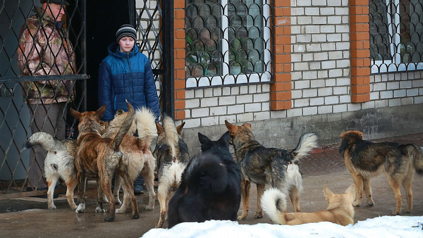 Свора бродячих собак: что делать, чтобы выжить?