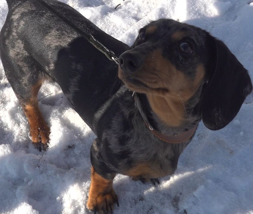 Эксклюзивное интервью с ветеринаром: уши, лапы, чип – вот теперь документы!