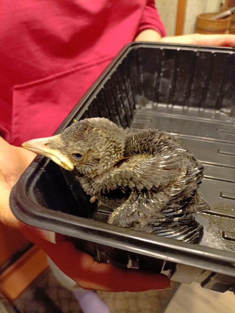 Птенца дрозда достали из вентиляционной шахты в Глебовском