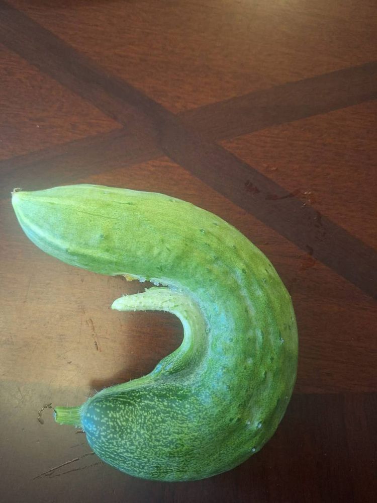 Конкурс «Чудеса урожая-2025» — покажите свои рекорды!