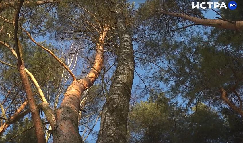 На благоустройство Истринского лесопарка дополнительно направят 100 миллионов