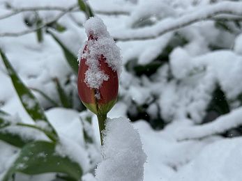 «Садовая история» в апреле: зимняя сказка в весеннем саду