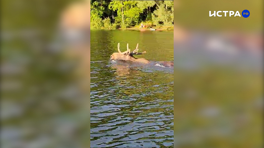 Лось решил переплыть Истринское водохранилище (видео)