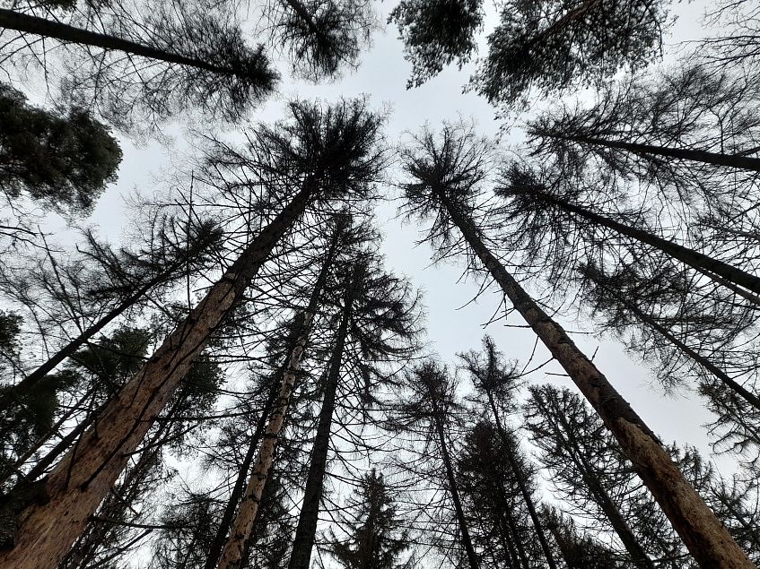 Дирекция парков Истры продолжит осваивать «Шишкин лес»