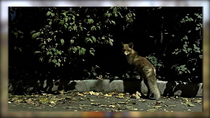 «Лиса вас не трогает? Вот и вы её не трогайте»