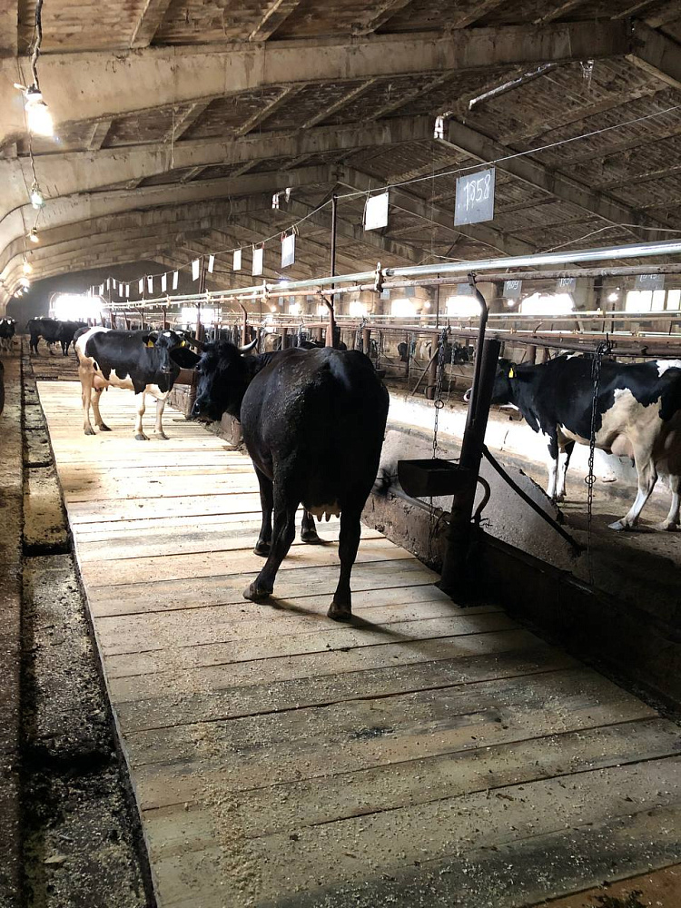 Снегирёвским бурёнкам меняют пол 