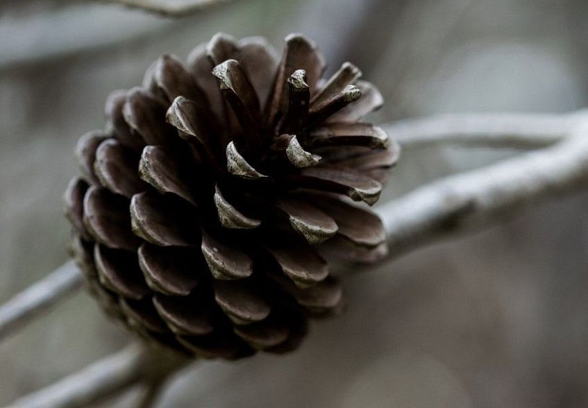 «Шишкин лес» украсят шишки за 1,2 миллиона