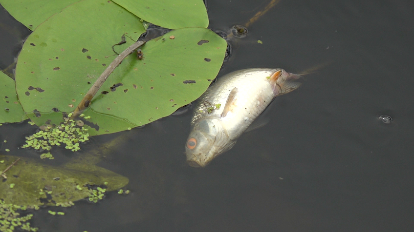 Экологическая катастрофа на Маглуше: из-за чего произошла массовая гибель рыбы?