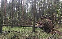 В истринских лесах спилили 319 аварийных деревьев за полгода