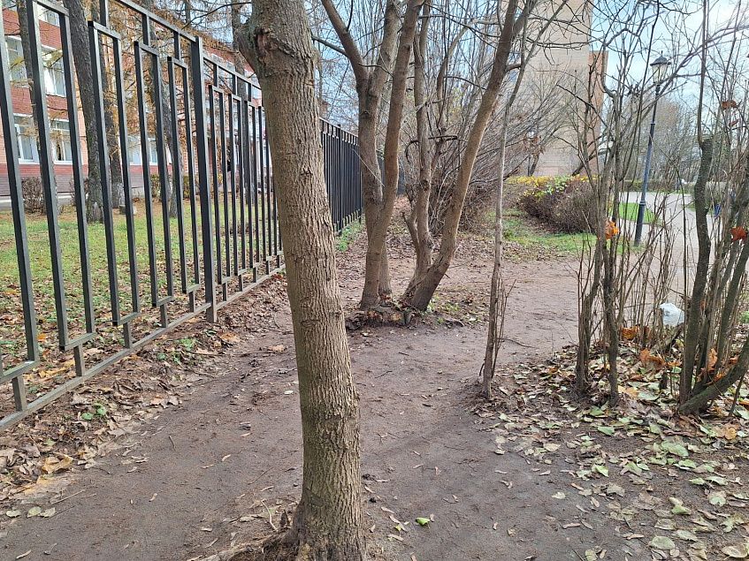 Деревья или тротуар? Конфликт интересов на улицах Истры