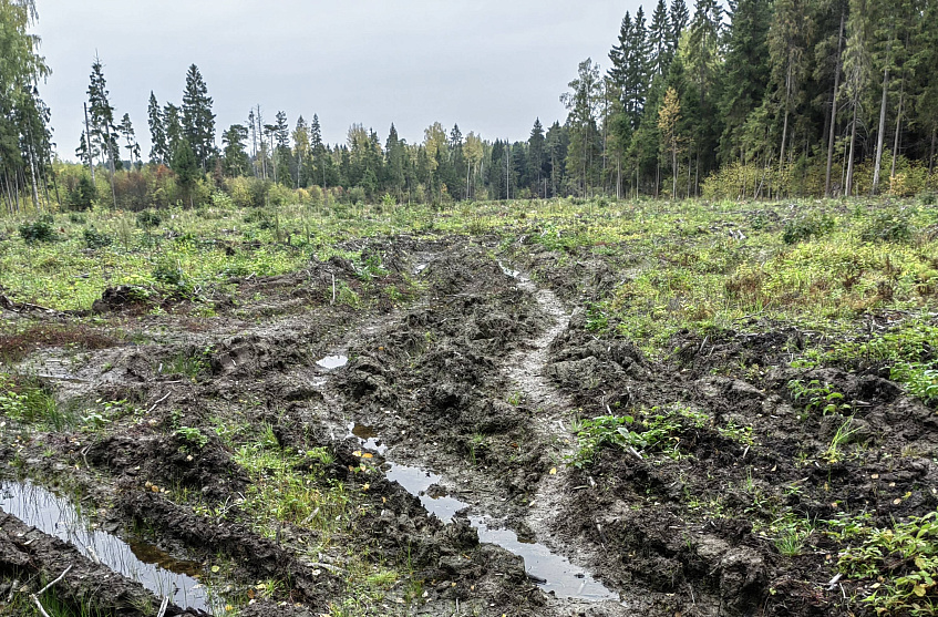 «Истра.РФ» разрешил сомнения читателя по поводу лесовосстановления вблизи Крючково