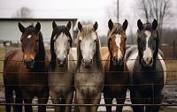 В Лучинском будут заниматься разведением племенных лошадей