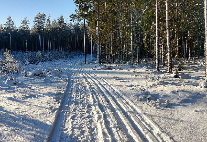 В «Шишкином лесу» и на «Соколке» оборудуют лыжные трассы