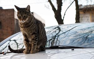 Кошки на машине: бороться или смириться? 