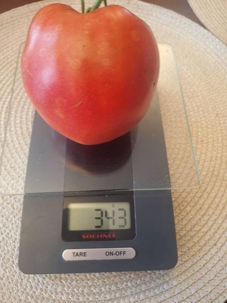 Последний день конкурса «Чудеса урожая-2025»!