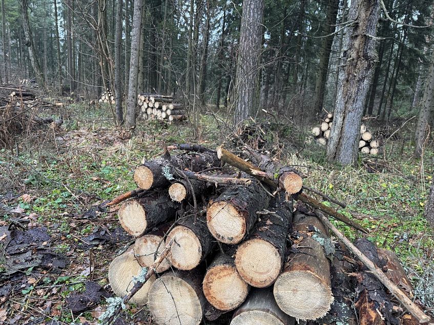 Вблизи Снегирей расчистили лес
