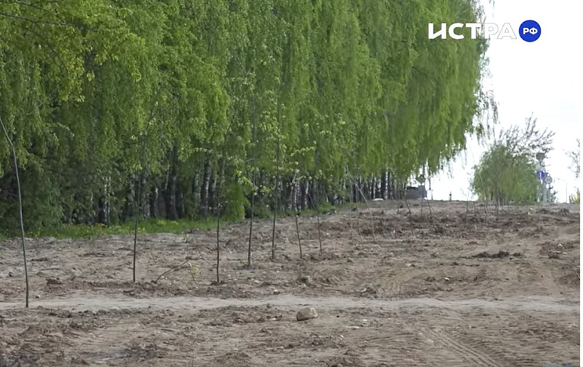 Аукцион на благоустройство «Берёзовой рощи» в д.Чёрная объявили повторно