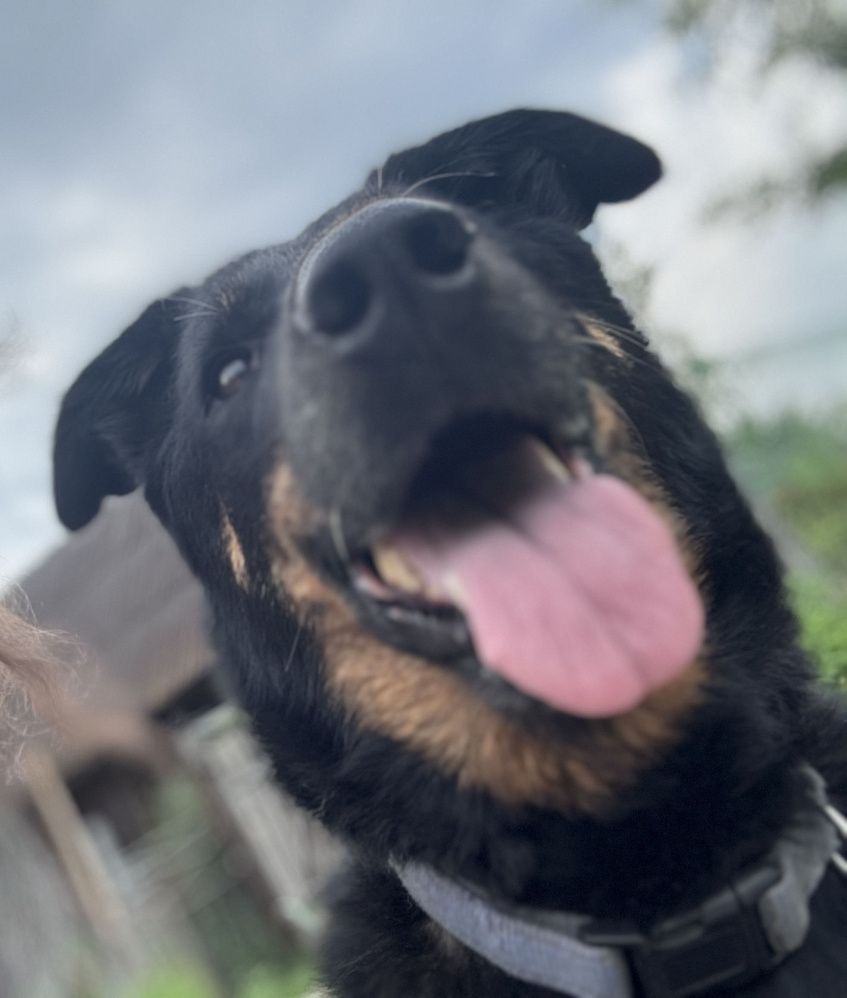 Обязательную регистрацию собак в Подмосковье можно сделать дистанционно 