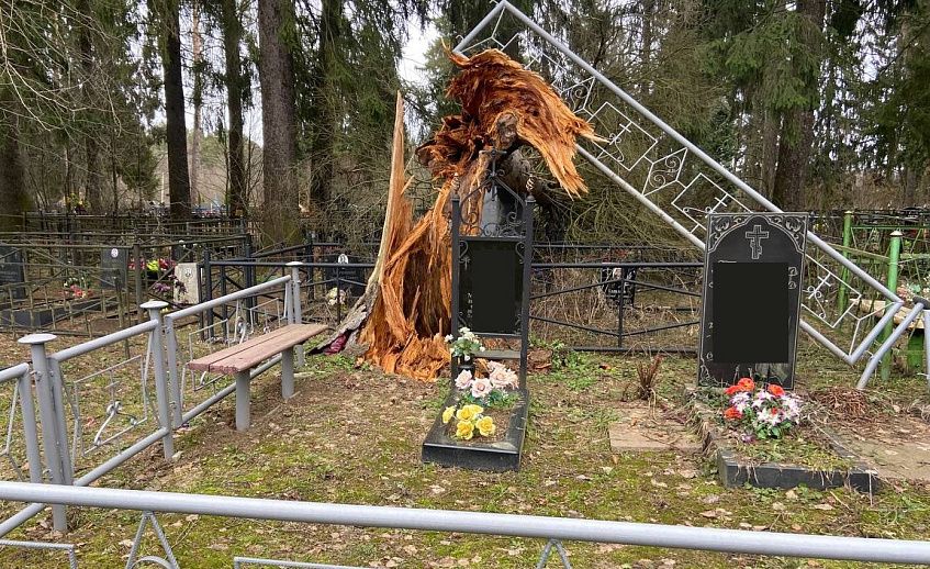 В Истре потратят миллион на вырубку деревьев на кладбищах