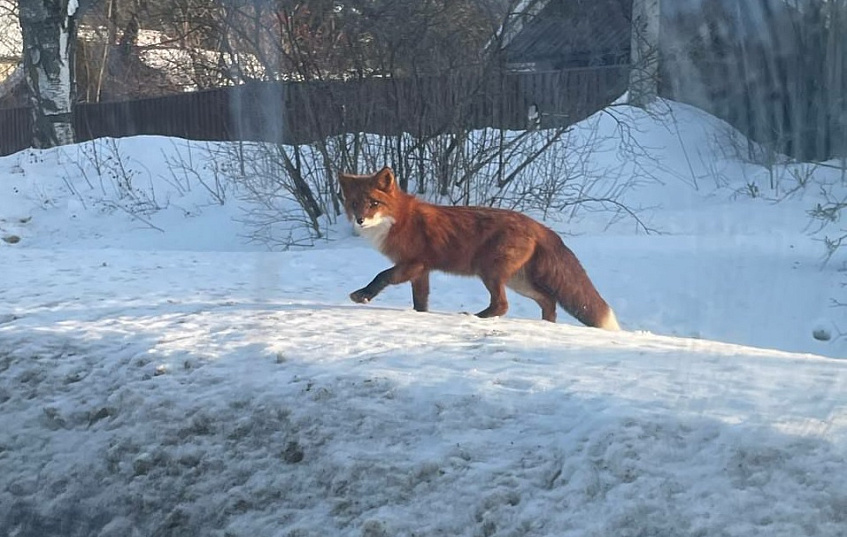 В Снегирях убежала домашняя лиса 