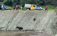 Спасение двух лосей на водохранилище: подробности операции