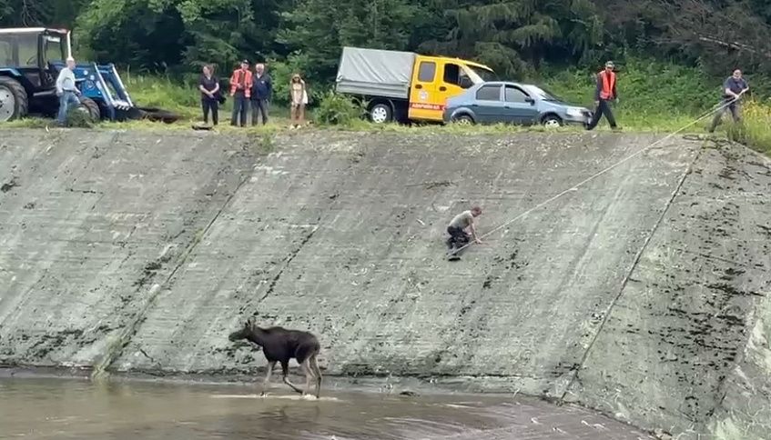 Спасение двух лосей на водохранилище: подробности операции