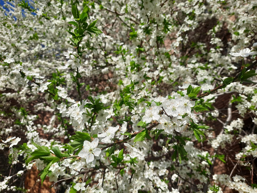 Температура вернётся к климатической норме к концу недели