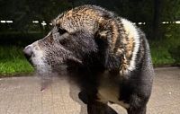 Бездомный алабай бродит по улицам Истры
