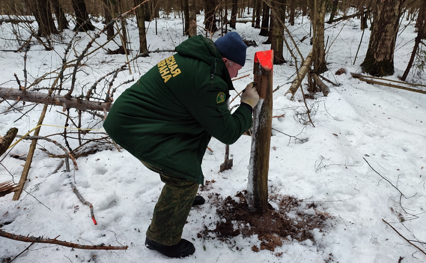 Вблизи Покоево вырубят мёртвый лес